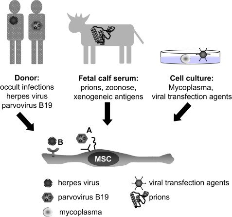 Are There Any Risks Associated With Stem Cell Therapy?