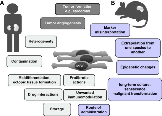 Are There Any Risks Associated With Stem Cell Therapy?